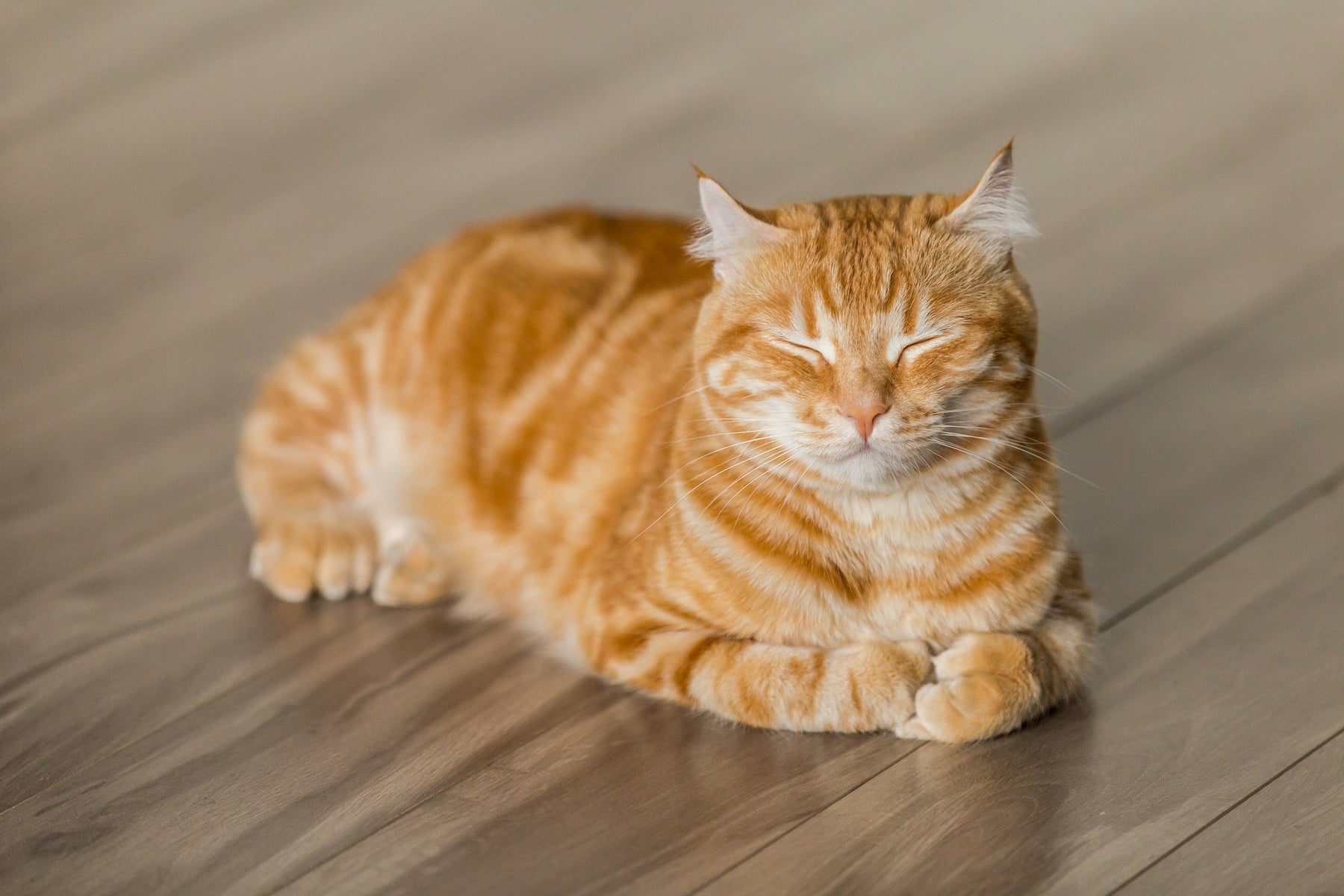 Best Floors for Cat: 5 Top Choices for Cat-Friendly Living - The Panel Hub