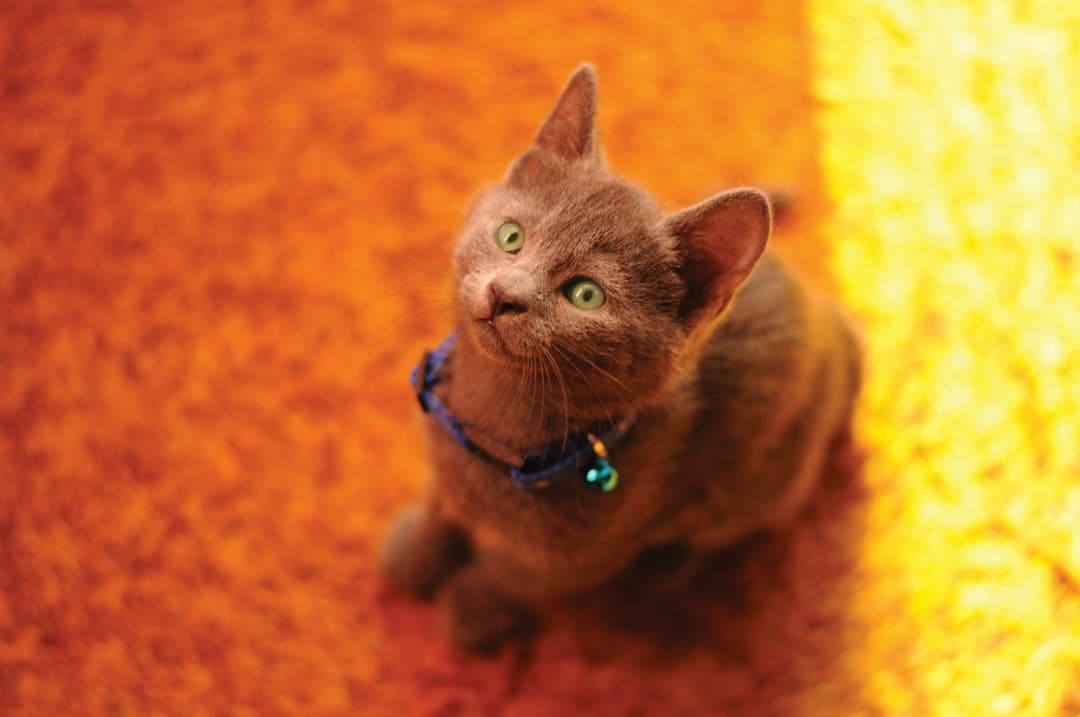 best floors for cat