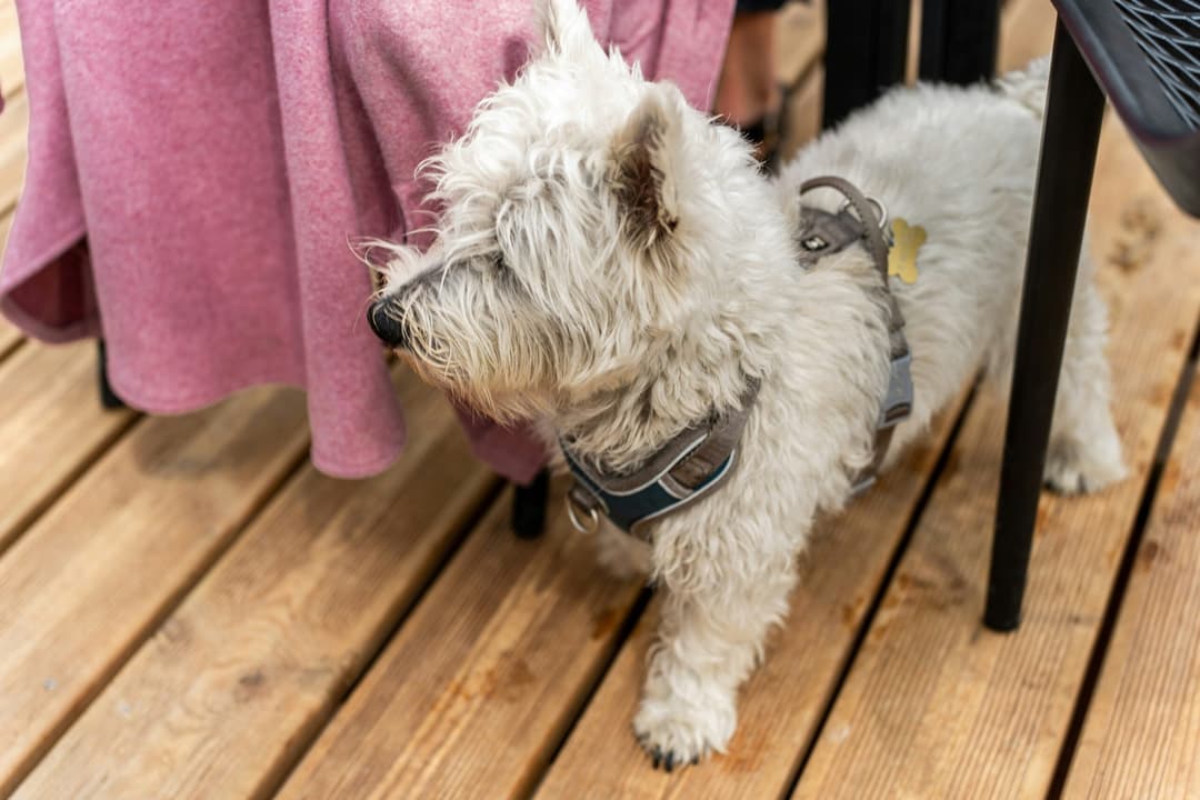 floors for dogs