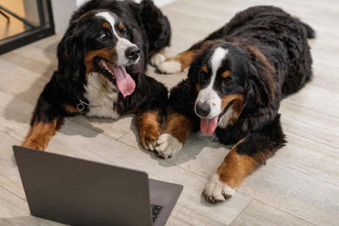 floors for dogs