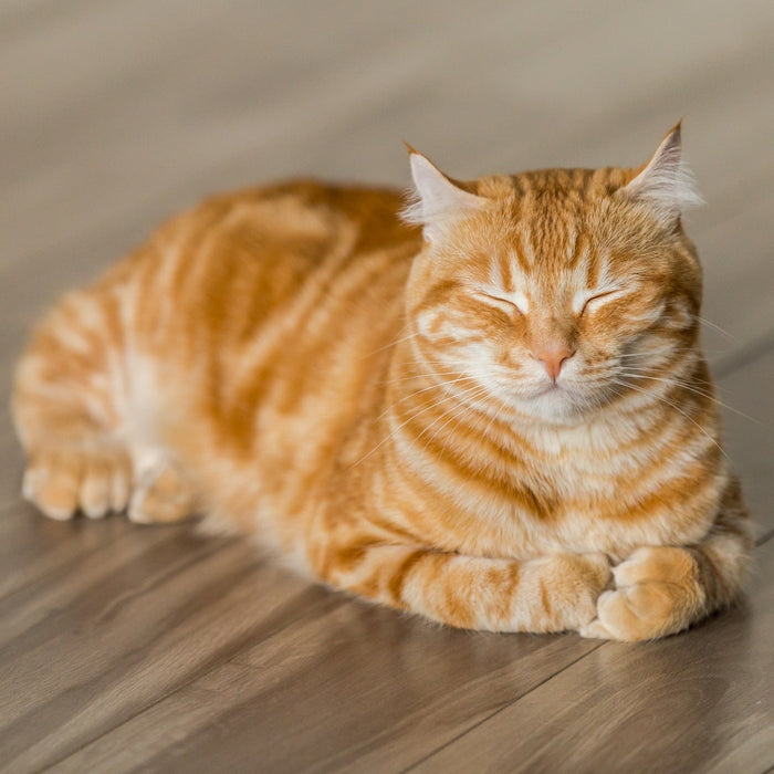 Best Floors for Cat: 5 Top Choices for Cat-Friendly Living - The Panel Hub