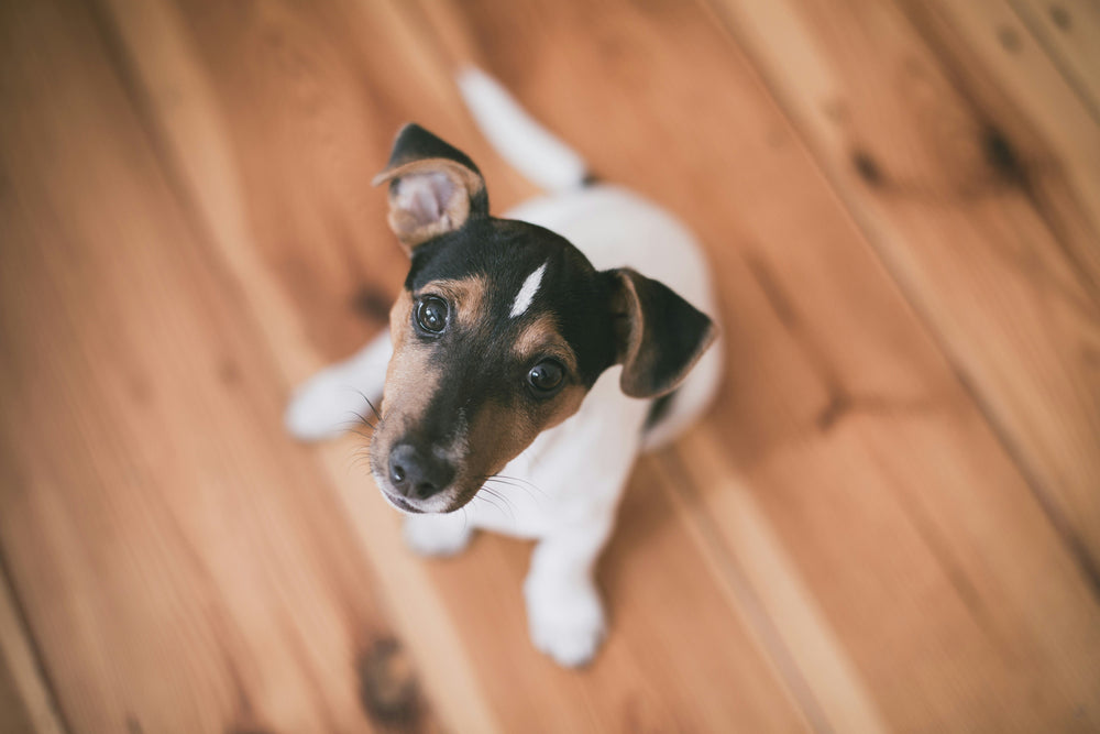 Best Floors for Dogs: A Guide to Pet-Friendly Flooring Options - The Panel Hub