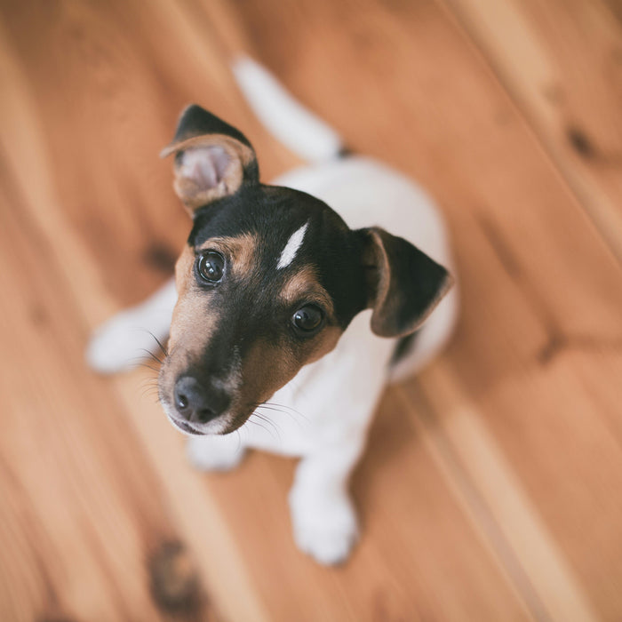 Best Floors for Dogs: A Guide to Pet-Friendly Flooring Options - The Panel Hub